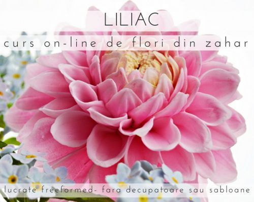 Dalia Pompon Roz