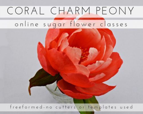 Bujor Coral Charm